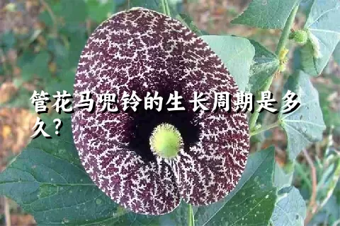 管花马兜铃的生长周期是多久？