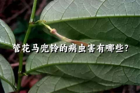 管花马兜铃的病虫害有哪些？