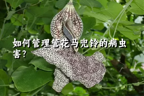 如何管理管花马兜铃的病虫害？