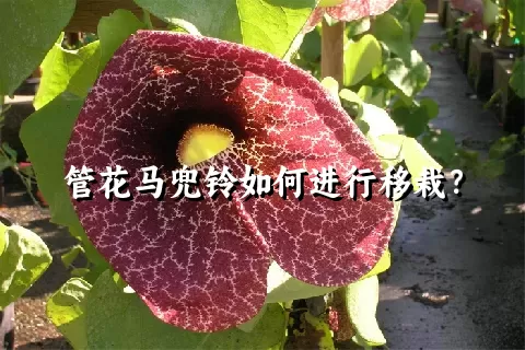 管花马兜铃如何进行移栽？