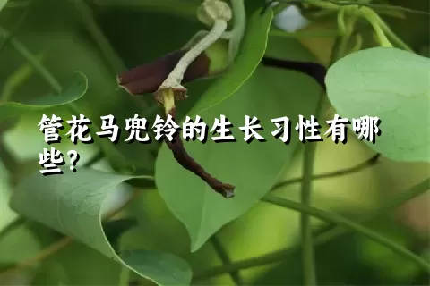 管花马兜铃的生长习性有哪些？