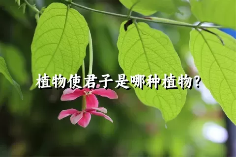 植物使君子是哪种植物？