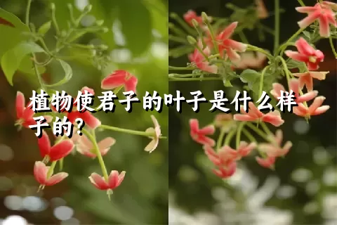 植物使君子的叶子是什么样子的？