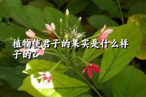 植物使君子的果实是什么样子的？