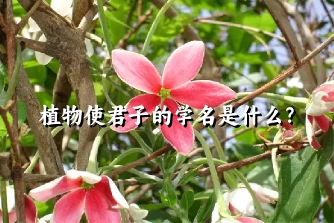 植物使君子的学名是什么？