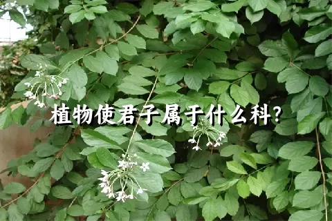 植物使君子属于什么科？