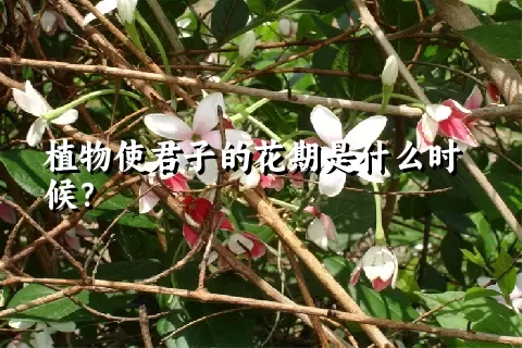 植物使君子的花期是什么时候？