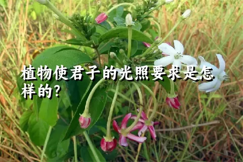 植物使君子的光照要求是怎样的？