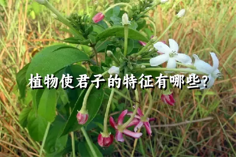 植物使君子的特征有哪些？