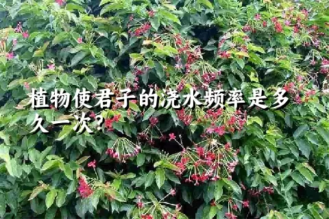 植物使君子的浇水频率是多久一次？