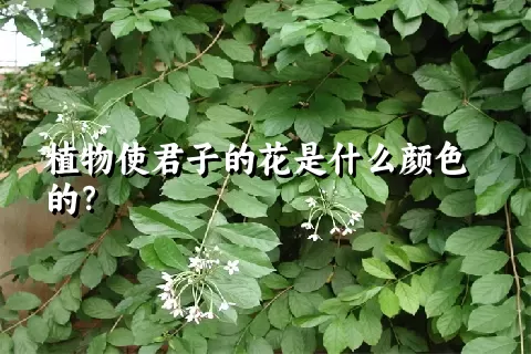 植物使君子的花是什么颜色的？