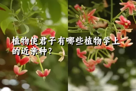 植物使君子有哪些植物学上的近亲种？