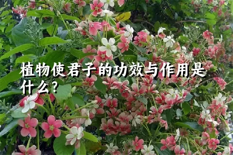 植物使君子的功效与作用是什么？