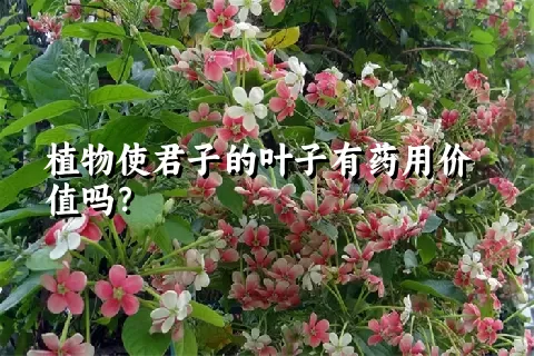 植物使君子的叶子有药用价值吗？