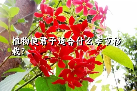 植物使君子适合什么季节移栽？