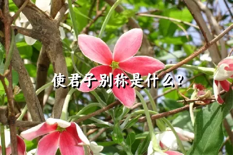 使君子别称是什么？