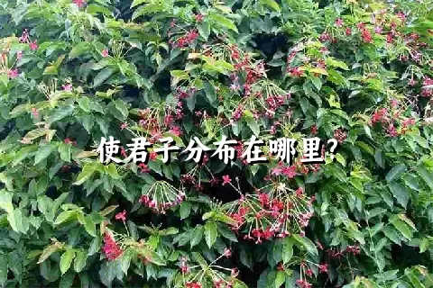 使君子分布在哪里?