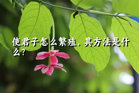 使君子怎么繁殖，其方法是什么？