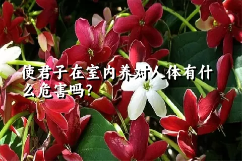 使君子在室内养对人体有什么危害吗？