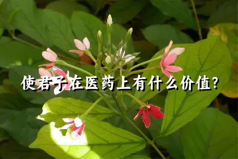 使君子在医药上有什么价值？