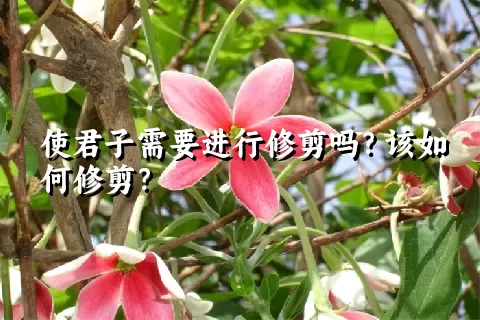 使君子需要进行修剪吗？该如何修剪？