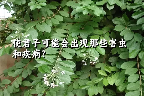 使君子可能会出现那些害虫和疾病？