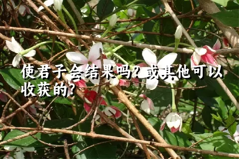 使君子会结果吗？或其他可以收获的？