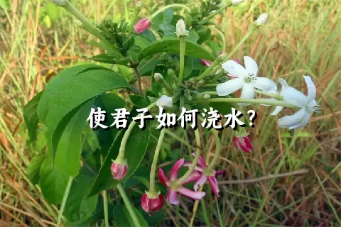 使君子如何浇水？