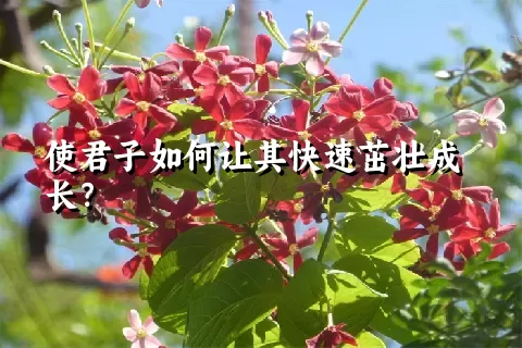 使君子如何让其快速茁壮成长？