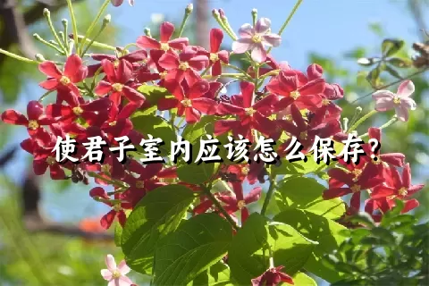 使君子室内应该怎么保存？