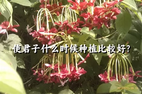 使君子什么时候种植比较好？