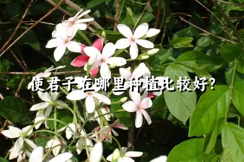 使君子在哪里种植比较好？