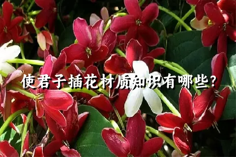 使君子插花材质知识有哪些？