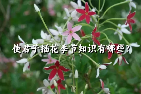 使君子插花季节知识有哪些？