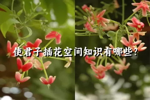 使君子插花空间知识有哪些？