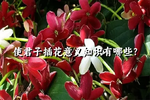 使君子插花意义知识有哪些？