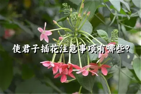 使君子插花注意事项有哪些？