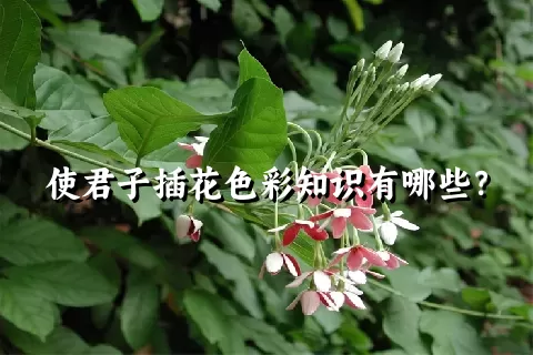 使君子插花色彩知识有哪些？