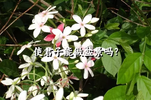 使君子能做盆景吗？