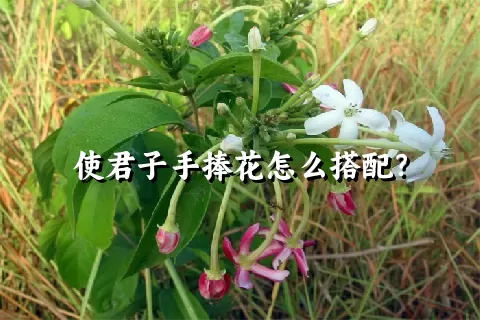 使君子手捧花怎么搭配？