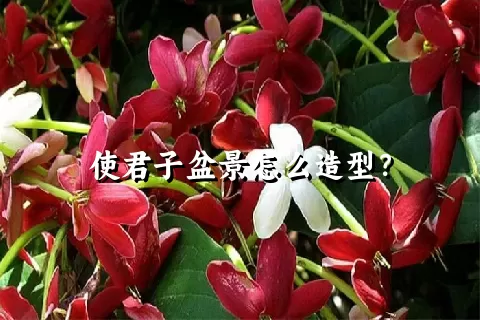 使君子盆景怎么造型？