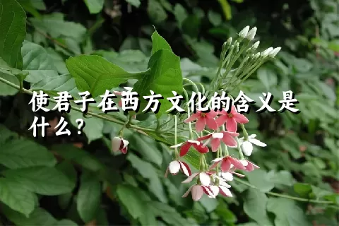 使君子在西方文化的含义是什么？