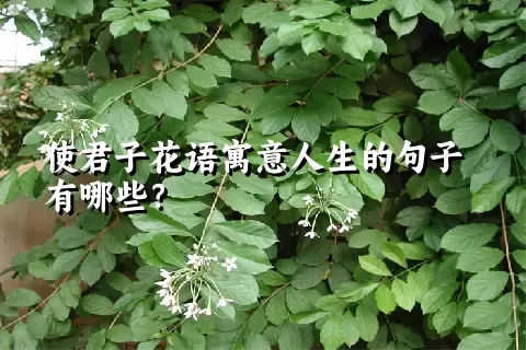 使君子花语寓意人生的句子有哪些？