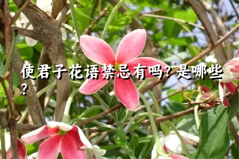 使君子花语禁忌有吗？是哪些？