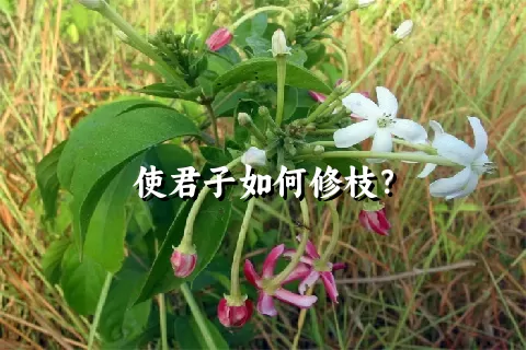 使君子如何修枝？