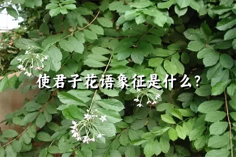 使君子花语象征是什么？