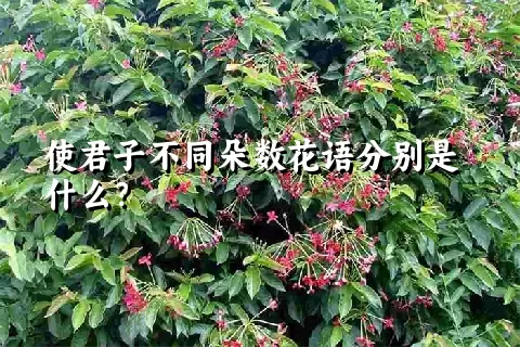 使君子不同朵数花语分别是什么？