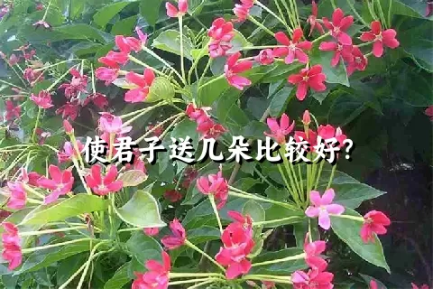 使君子送几朵比较好？