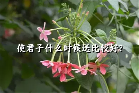 使君子什么时候送比较好？