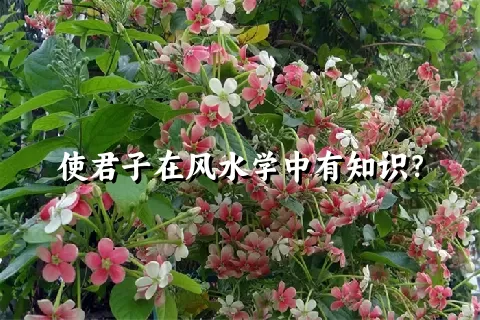 使君子在风水学中有知识？